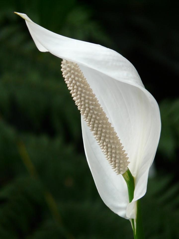 Peace lily flower
