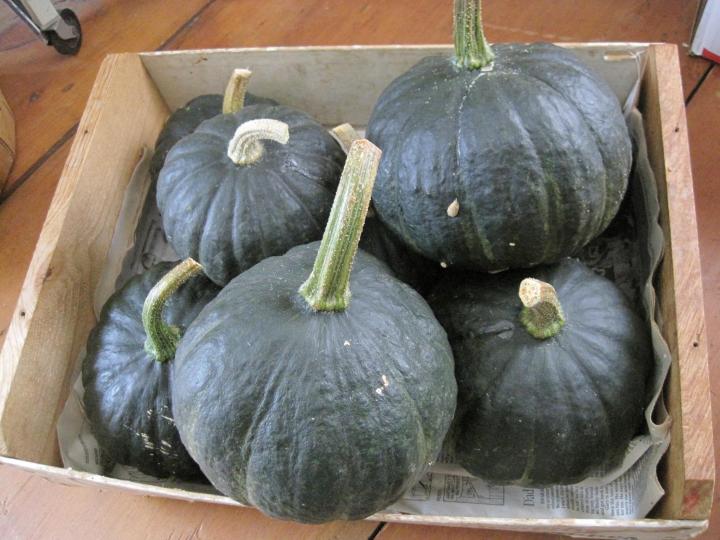 squash_008_full_width.jpg