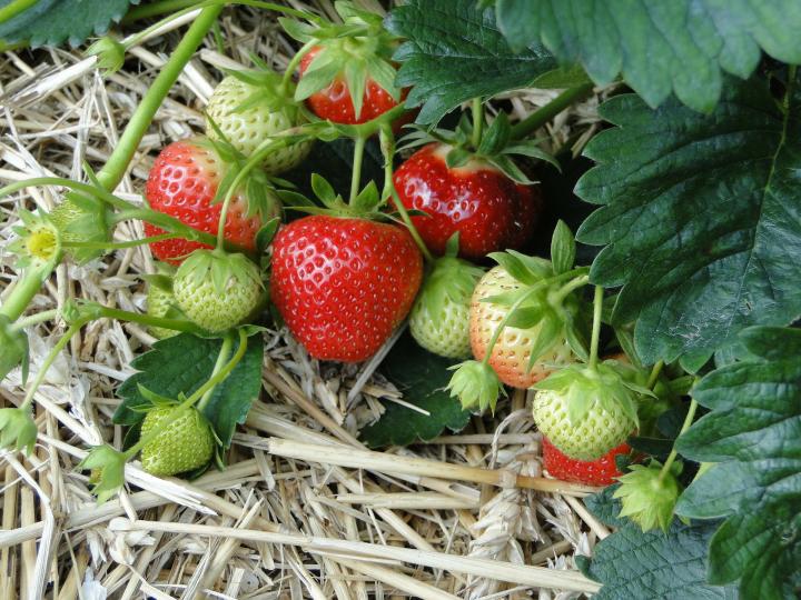 strawberries-196798_1920_full_width.jpg