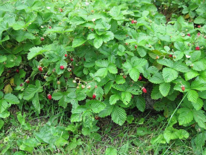 Strawberry Varieties and Growing Tips | Almanac.com