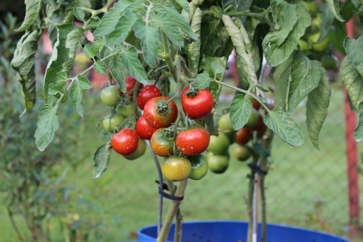 tomatoes-2530823_1920_full_width.jpg