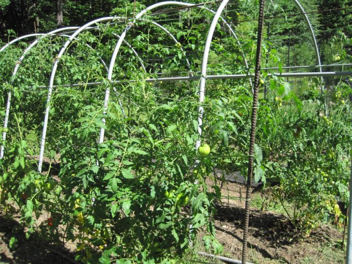 Details about   25 Bamboo Trellis Stakes 4' for Garden Plants Support Tomatoes Peas Plant Sticks 