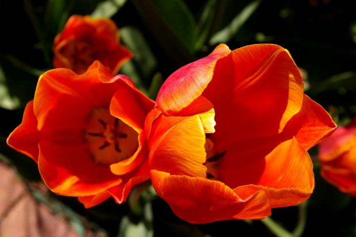 tulips-1385453_1920_full_width.jpg