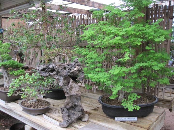 Growing Bonsai: Bonsai Tree Care For Beginners | The Old Farmer'S Almanac