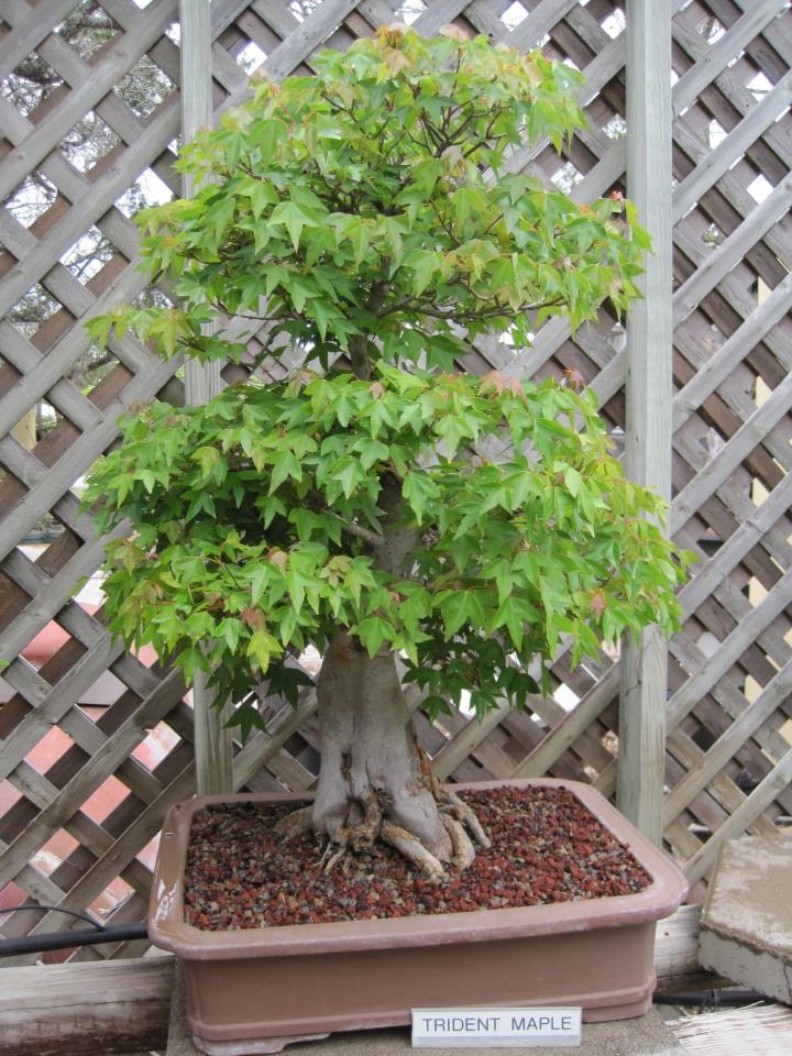 wimberley_bonsai_009_full_width.jpg