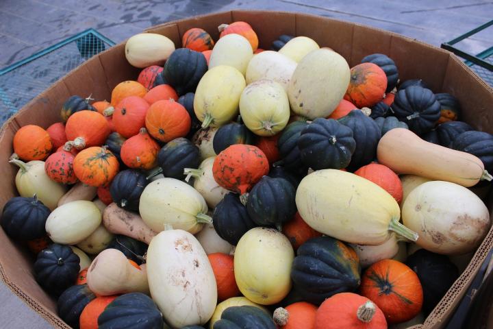 winter-squash-3729094_1920_full_width.jpg