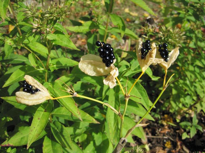 Belamcanda blackberry lily 