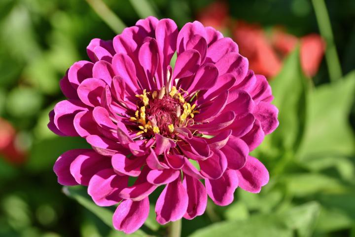 Pink zinnia flower