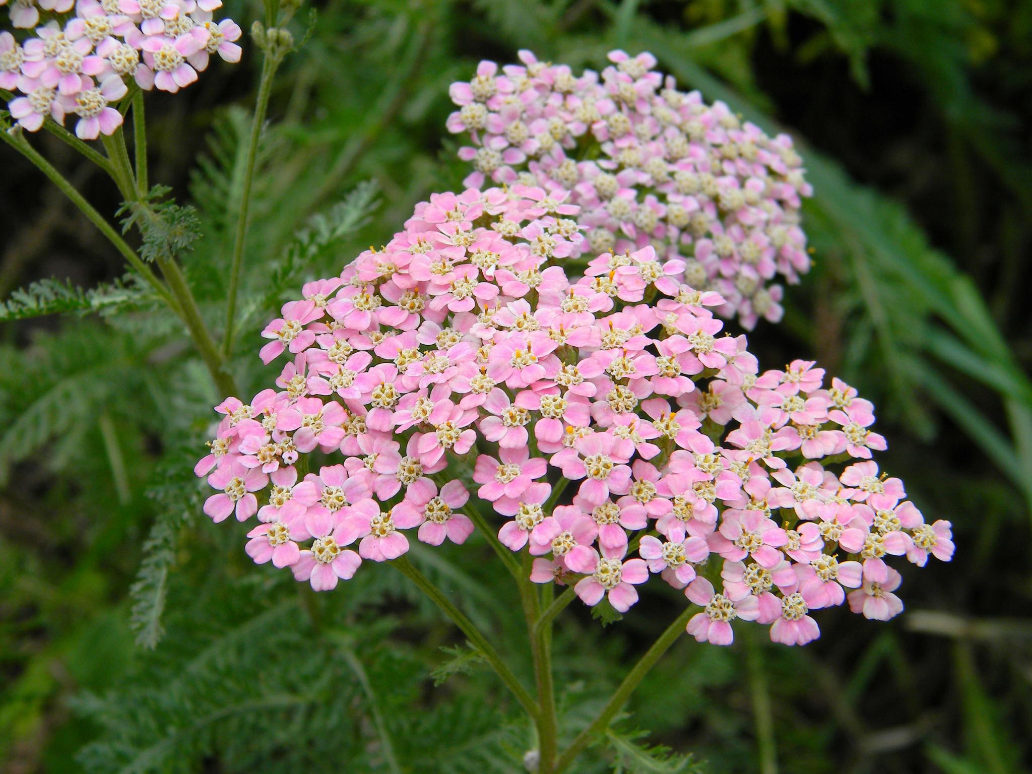 yarrow_px.jpg