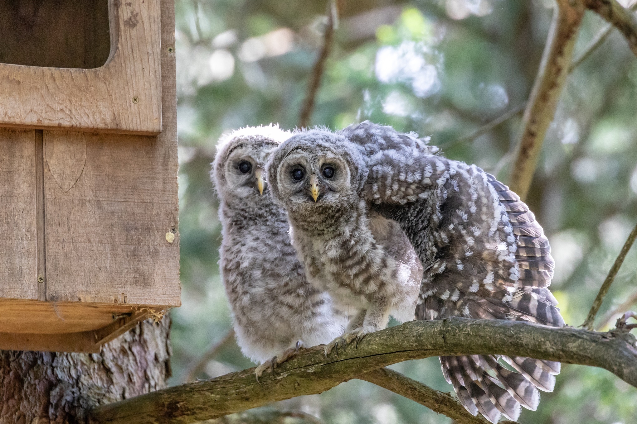 Barred owl owlets