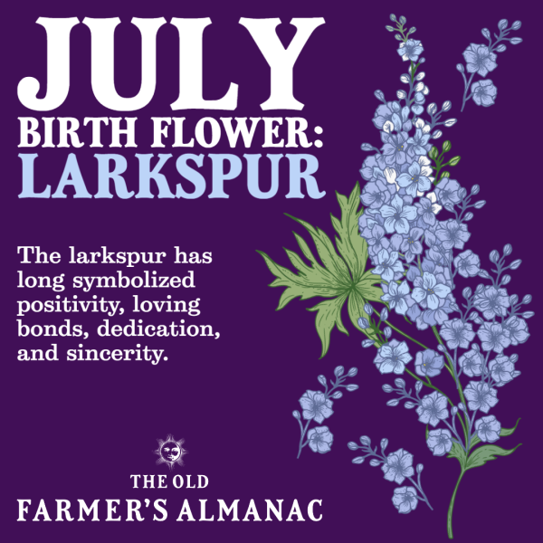 July Birth Flowers Larkspur And Water
