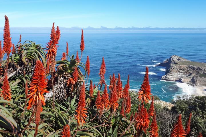 Aloe vera flowers on a cliff overlooking the ocean