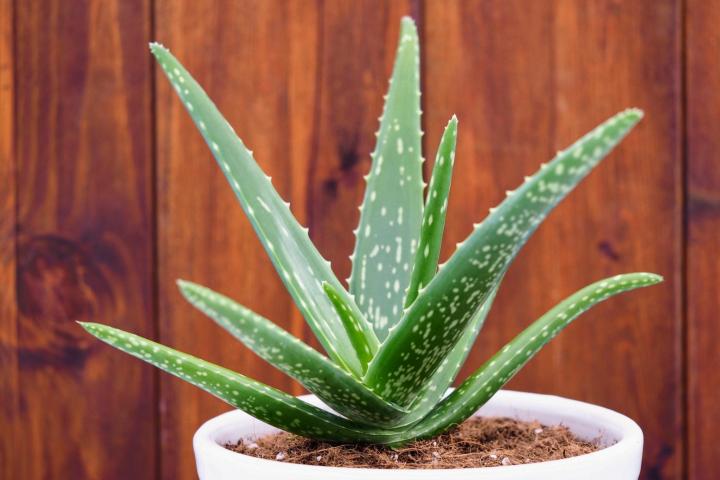 Aloe vera. Photo by Sunwand24/Shutterstock