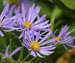 wild-aster