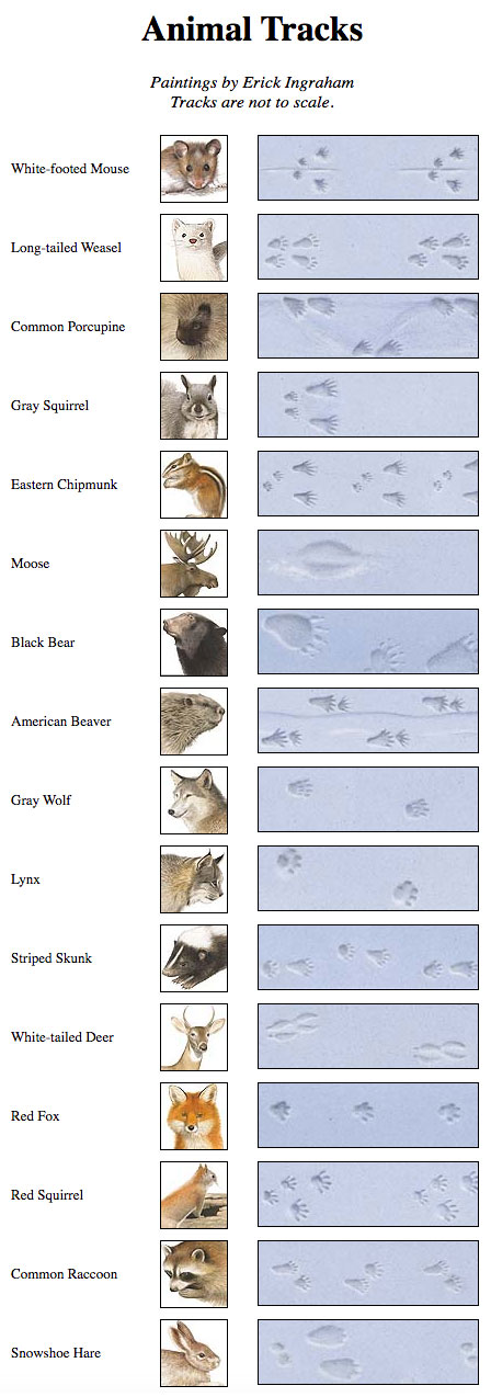 Animal Track Identification: Animal Footprint . Chart | The Old Farmer's  Almanac