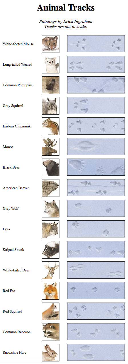 Animal Track Identification: Animal Footprint I.D. Chart