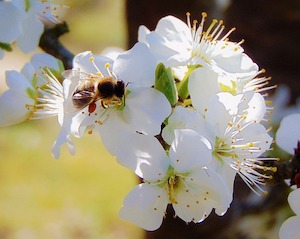 apple-blossom