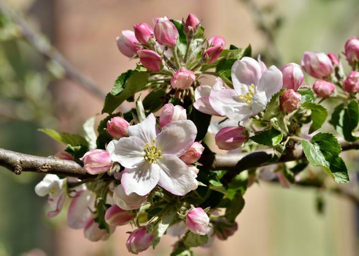 apple blossoms on a tree