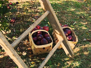 apple-picking