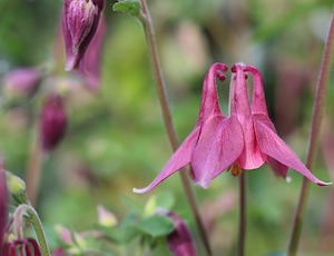 aquilegia grannies bonnet