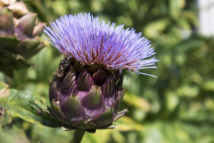 interval kærtegn noget Growing Artichokes: How to Plant, Grow, and Harvest Artichokes | The Old  Farmer's Almanac