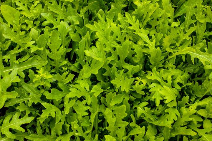 Arugula salad greens