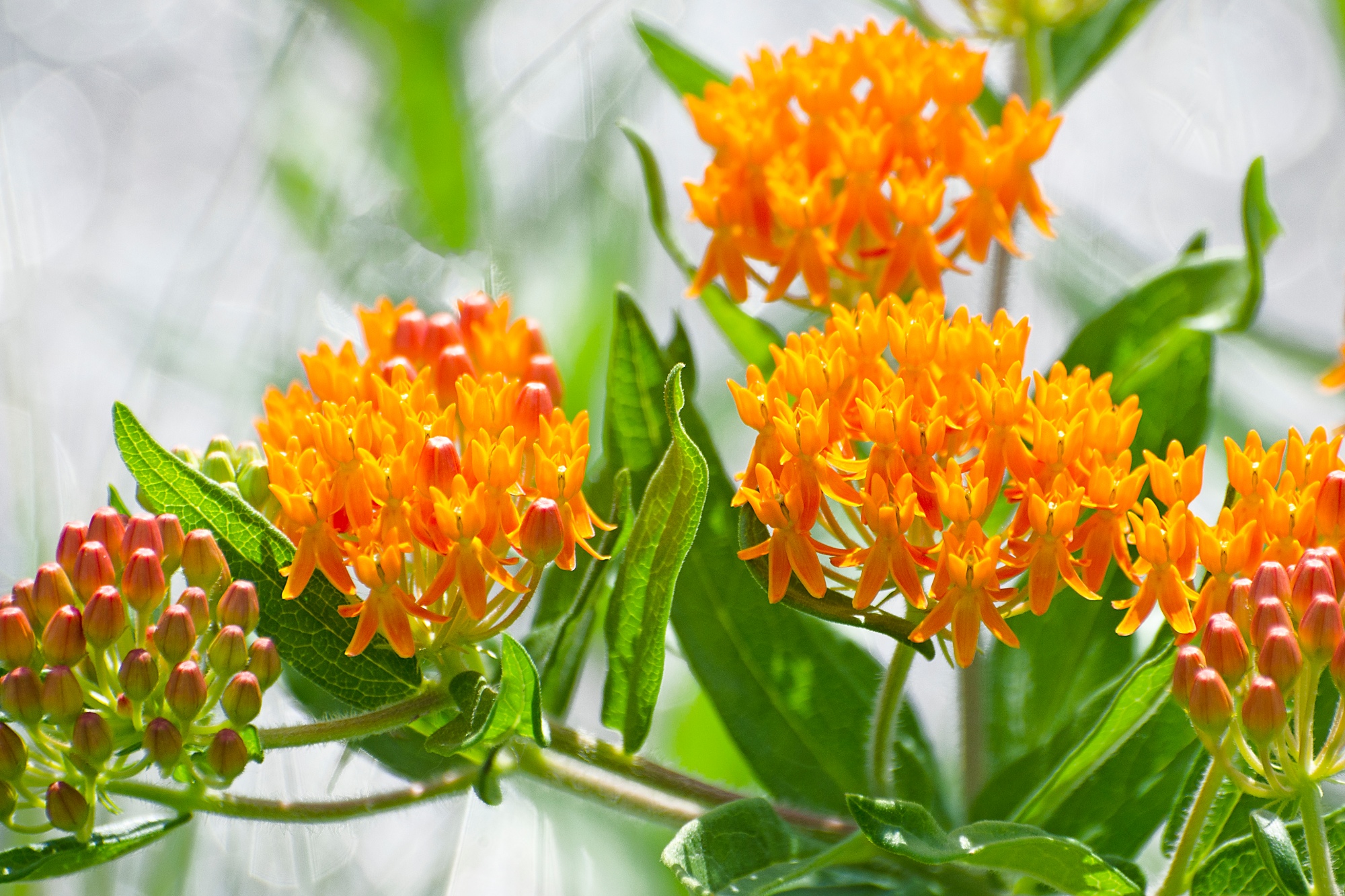 "Butterfly weed"