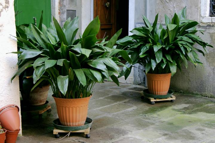 Cast iron plant. Photo by Nino Barbieri/Wikimedia Commons.