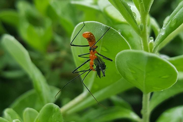 Assassin bug nymph feasting on prey.