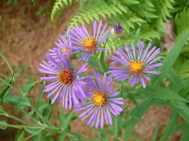 New England Aster