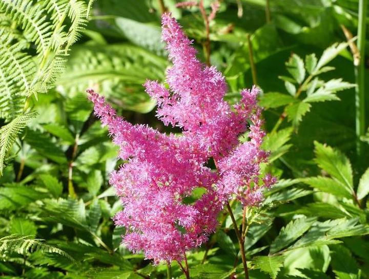 astilbe-plant-grow-care.jpg