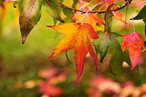 autumn-leaves