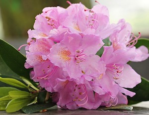 azalea