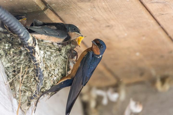 barn-swallow-nest-shutterstock_1884609688_full_width.jpg