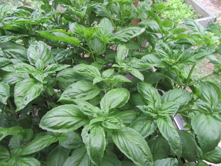 basil_in_0_full_width.jpg