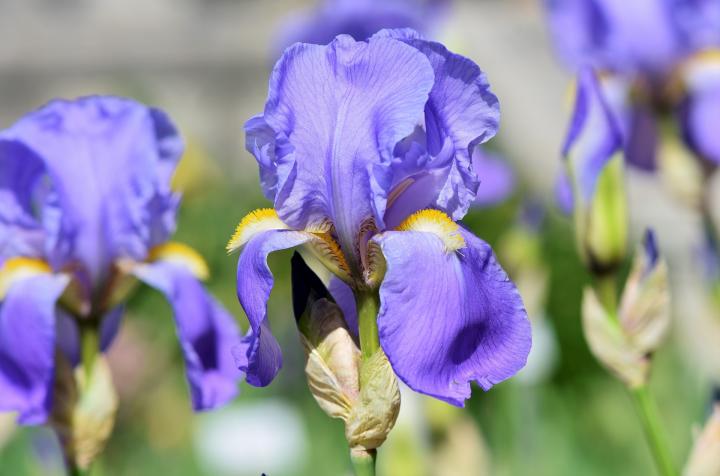 Irises: How to Plant, Grow, and Care for Iris Flowers | The Old Almanac