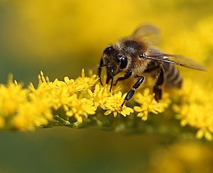 bee