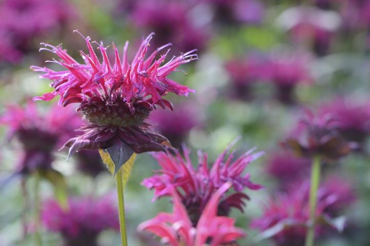 Bee balm is a great flower for pollinators.
