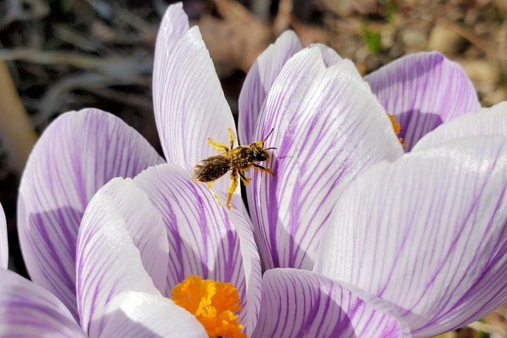 Native bee species covered in pollen from crocus flower.