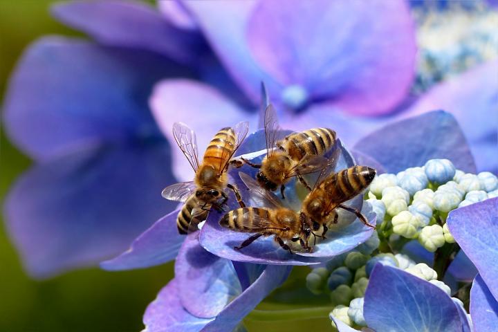 Bees on hydrangea