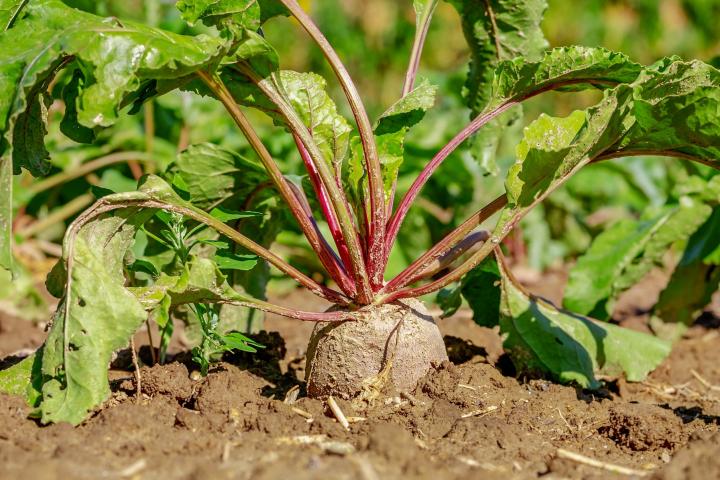 Beet plant with greens