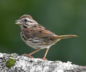 song-sparrow