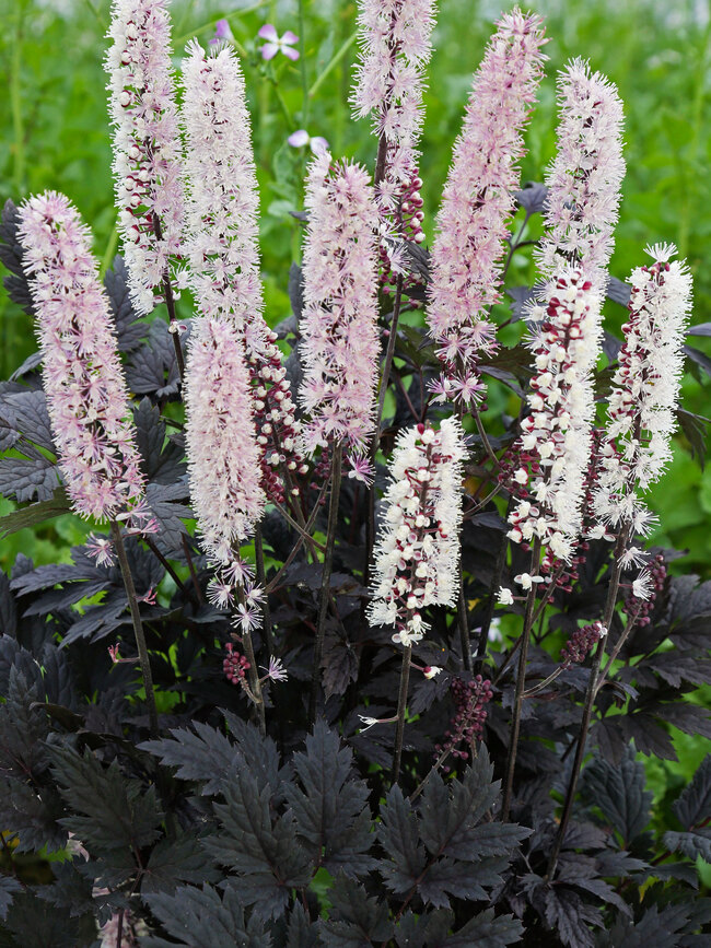 Black Bugbane (also called Black Cohosh and Black Baneberry)