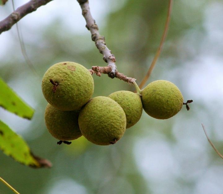 black-walnuts-juglans-nigra-58548_1280_full_width.jpg