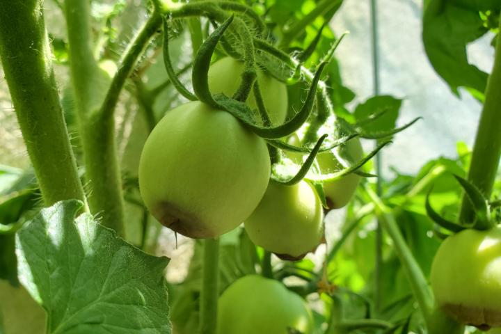 thumbnail image 2 of Mad River Seeds Blossom End Rot STOP – Soluble Liquid Calcium For Tomatoes & Peppers, Fast-Release Organic 2 of 5