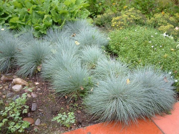 blue-fescue_full_width.jpg