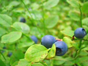 blueberries