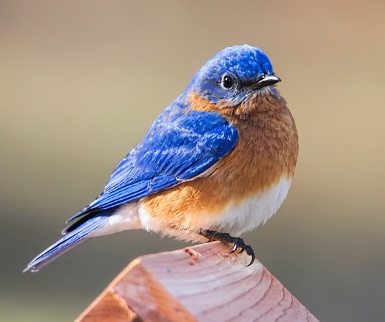 bluebird