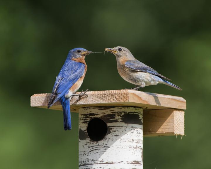 bluebirds-male-female-shutterstock_699009100_full_width.jpg