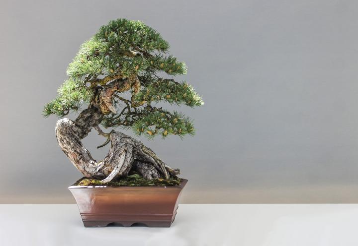 bonsai-1805501_1920_full_width.jpg